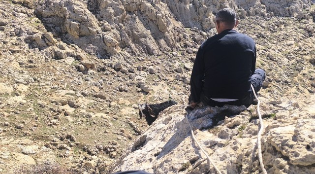 Video-Kayalıklarda mahsur kalan 17 oğlak kurtarıldı