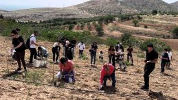 Öğrencilerden Zeytin Dikimi Etkinliği
