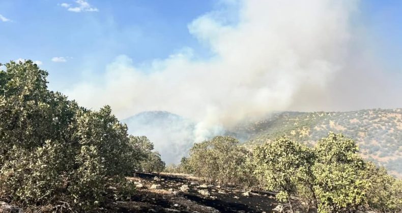 Nusaybin’de Orman Yangınına Havadan ve Karadan Müdahale