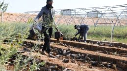 Türkiye’nin Meralarına Mardin Dokunuşu