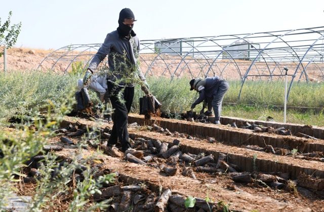 Türkiye’nin Meralarına Mardin Dokunuşu