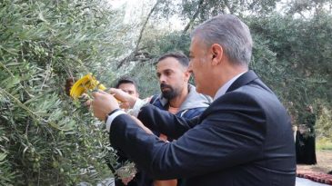 Vali Akkoyun: “Derik Zeytini Mardin’in Markasıdır”