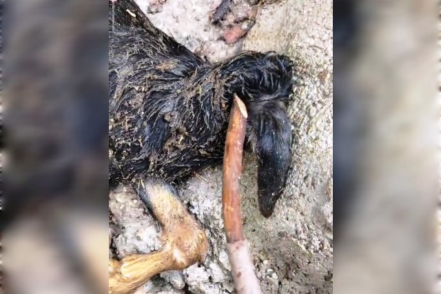 Mardin’in Nusaybin ilçesinde doğum yapan bir keçi, başsız oğlak dünyaya