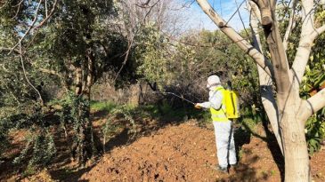 Derik Zeytini Koruma Altında