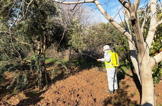 Derik Zeytini Koruma Altında