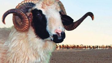 Vekaletle kurban kesim bedelleri belirlendi