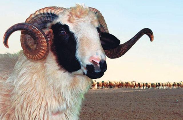 Vekaletle kurban kesim bedelleri belirlendi