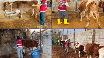 Mardin’de Şap Aşılama Kampanyası Sürüyor