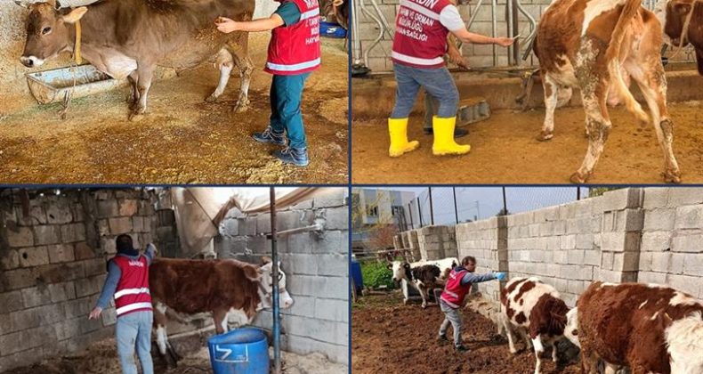 Mardin’de Şap Aşılama Kampanyası Sürüyor