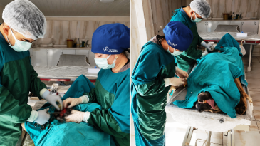 Mardin’de Sahipsiz Köpeğe Umut Olan Operasyon