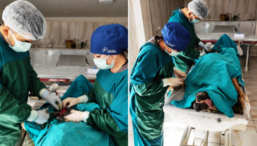 Mardin’de Sahipsiz Köpeğe Umut Olan Operasyon