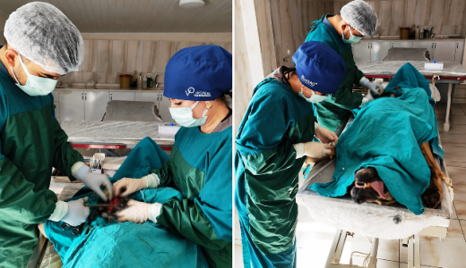 Mardin’de Sahipsiz Köpeğe Umut Olan Operasyon