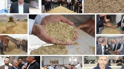 Mardin’de Kızıltepe Ovası’nda yılın ilk arpa hasadı yapılarak Hububat Ticaret