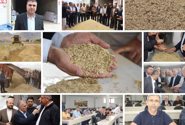 Mardin’de Kızıltepe Ovası’nda yılın ilk arpa hasadı yapılarak Hububat Ticaret
