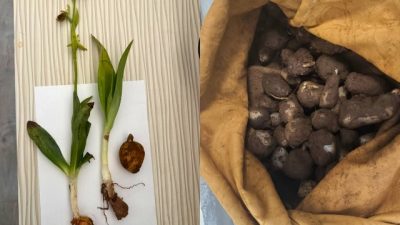 Mardin’de yapılan denetimlerde 6 kilogram kaçak salep yumrusu ele geçirildi,