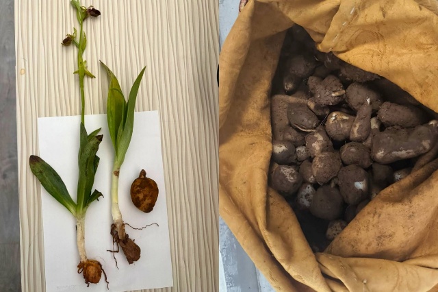 Mardin’de yapılan denetimlerde 6 kilogram kaçak salep yumrusu ele geçirildi,
