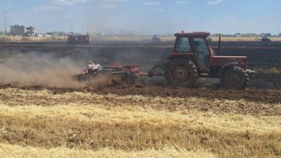 Mardin’in Kızıltepe ilçesinde yaklaşık 80 dönüm buğday ekili alan çıkan