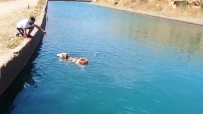 Mardin’in Nusaybin ilçesinde su kanalına düşen inek, boğulmak üzereyken orada