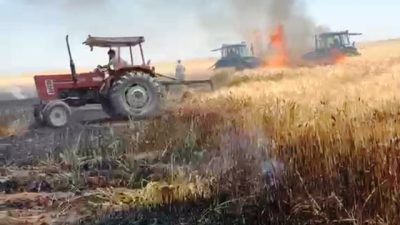 Mardin’in Nusaybin ilçesinde yaklaşık 500 dönümlük ekili buğday arazisi çıkan