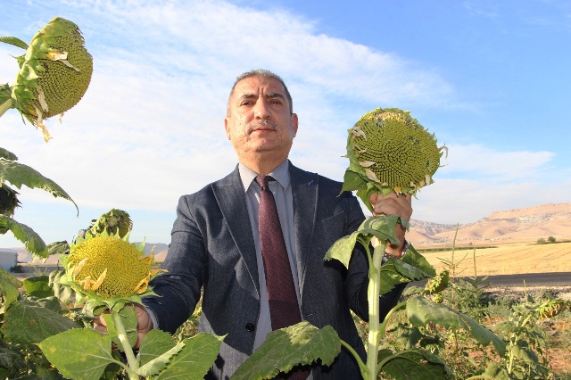 Mardin’de ikinci ürün olarak mısır ekimine getirilen kısıtlamalar, daha az