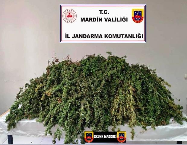 Mardin’in Kızıltepe ilçesinde jandarma ekiplerince düzenlenen operasyonda 43 kilogram skunk